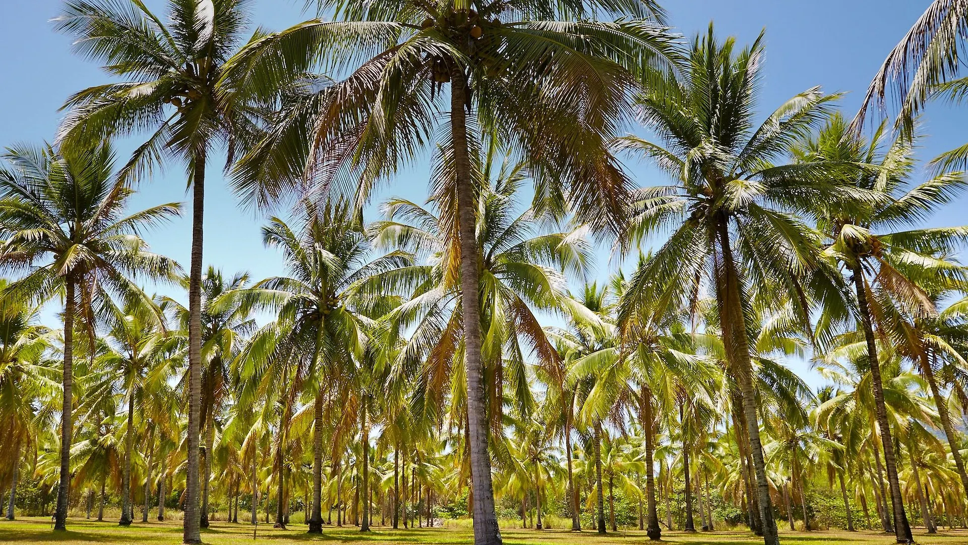 Thala Beach Nature Reserve Port Douglas Resort